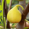 CÂY GIỐNG SUNG MỸ ROBERT GOLDEN RAIBOWN