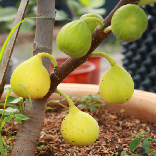CÂY GIỐNG SUNG MỸ ROBERT GOLDEN RAIBOWN