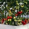 GÓ 20 HẠT GIỐNG CÀ CHUA TRỨNG THÁI