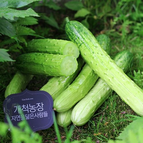 GÓI 10 HẠT GIỐNG DƯA LEO NẾP HÀN QUỐC