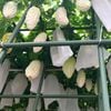 GÓI 5 HẠT GIỐNG MƯỚP ĐẮNG TRẮNG MOON BEAUTY