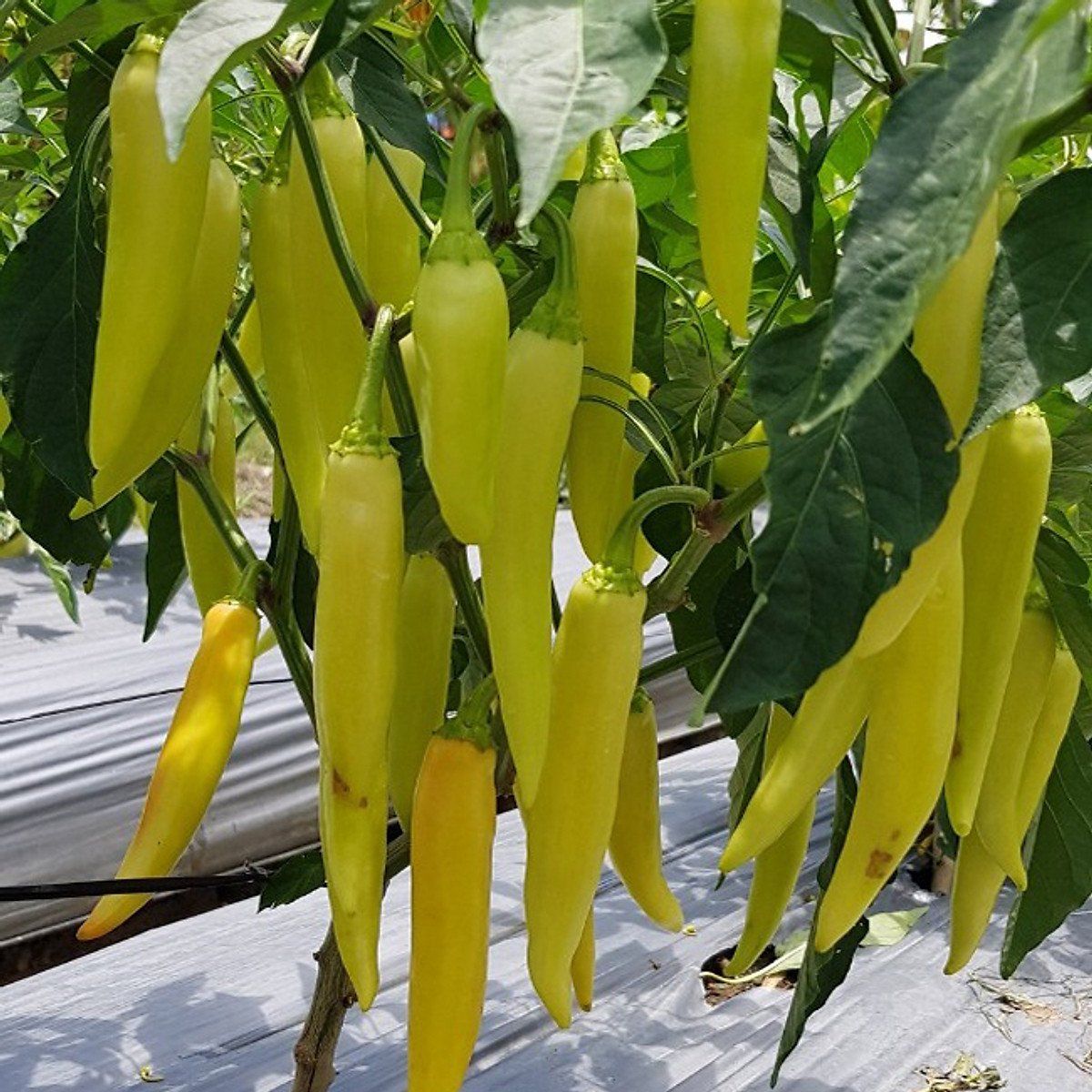 GÓI 10 HẠT GIỐNG F1 ỚT HUẾ (ỚT CAY)