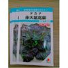 GÓI 300 HẠT GIỐNG CẢI MÙ TẠT TÍM NHẬT BẢN