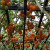 GÓI 5 HẠT GIỐNG CÀ CHUA TRÁI CÂY SUNGOLD