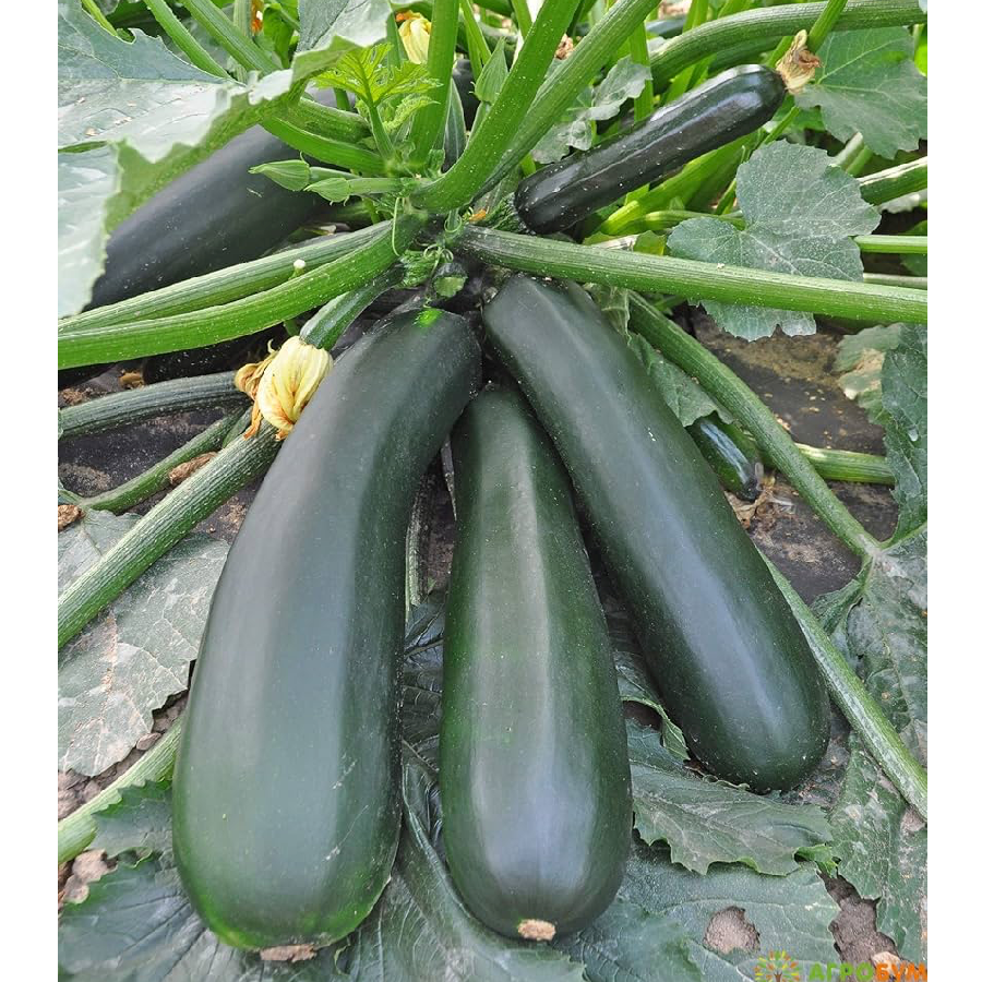 GÓI 5 HẠT GIỐNG BÍ NGỒI XANH NOCHE