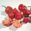 HẠT GIỐNG ỚT SIÊU CAY TRINIDAD SCORPION