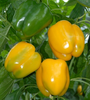 GÓI 5 HẠT GIỐNG ỚT CHUÔNG VÀNG