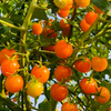 GÓI 5 HẠT GIỐNG CÀ CHUA TRÁI CÂY SUNGOLD