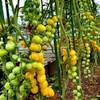 GÓI 5 HẠT GIỐNG CÀ CHUA CHERRY DÂU SIÊU NGỌT