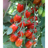 GÓI 5 HẠT GIỐNG CÀ CHUA TRÁI CÂY CHERRY TOP 2345