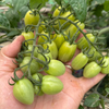 GÓI 3 HẠT GIỐNG CÀ CHUA CHERRY NHO XANH Gourami RZ F1