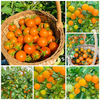 GÓI 5 HẠT GIỐNG CÀ CHUA TRÁI CÂY SUNGOLD