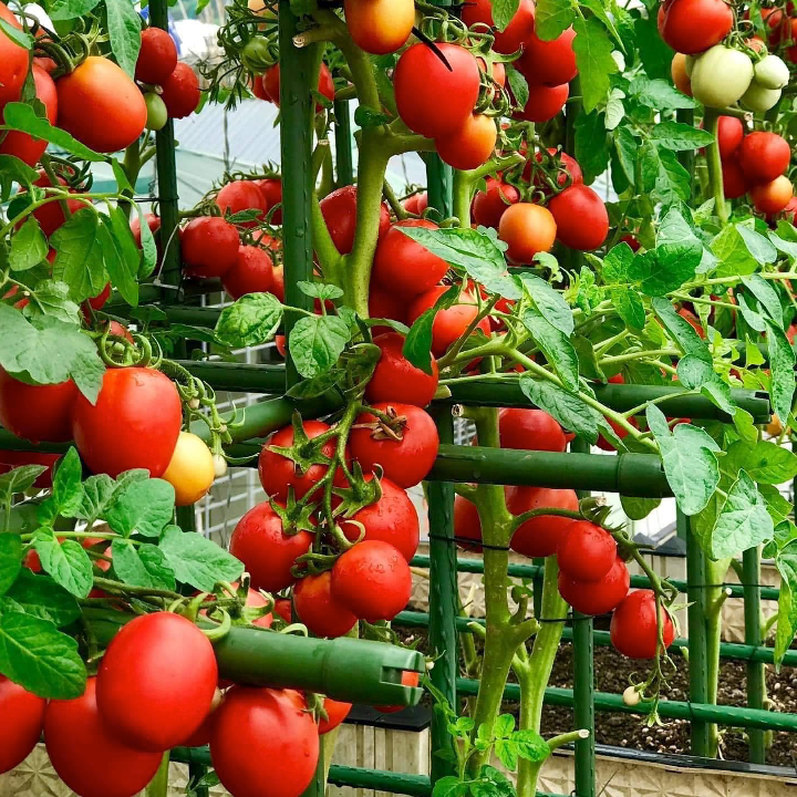 GÓ 20 HẠT GIỐNG CÀ CHUA TRỨNG THÁI