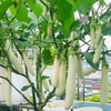 GÓI 5 HẠT GIỐNG CÀ TRẮNG MỸ GRETEL
