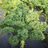 GÓI 50 HẠT GIỐNG CẢI KALE MỸ CURLYBOR