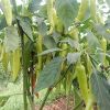 GÓI 10 HẠT GIỐNG F1 ỚT HUẾ (ỚT CAY)
