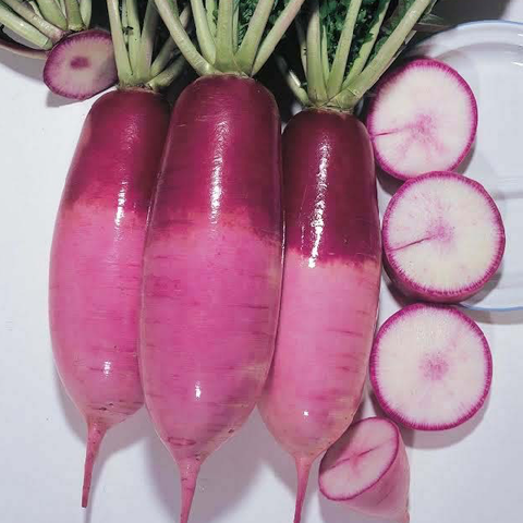 Hạt Giống Các Loại Củ