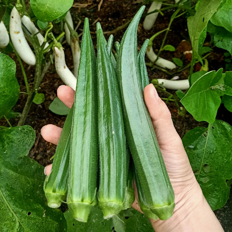 GÓI 15 HẠT GIỐNG ĐẬU BẮP XANH ĐÀI LOAN