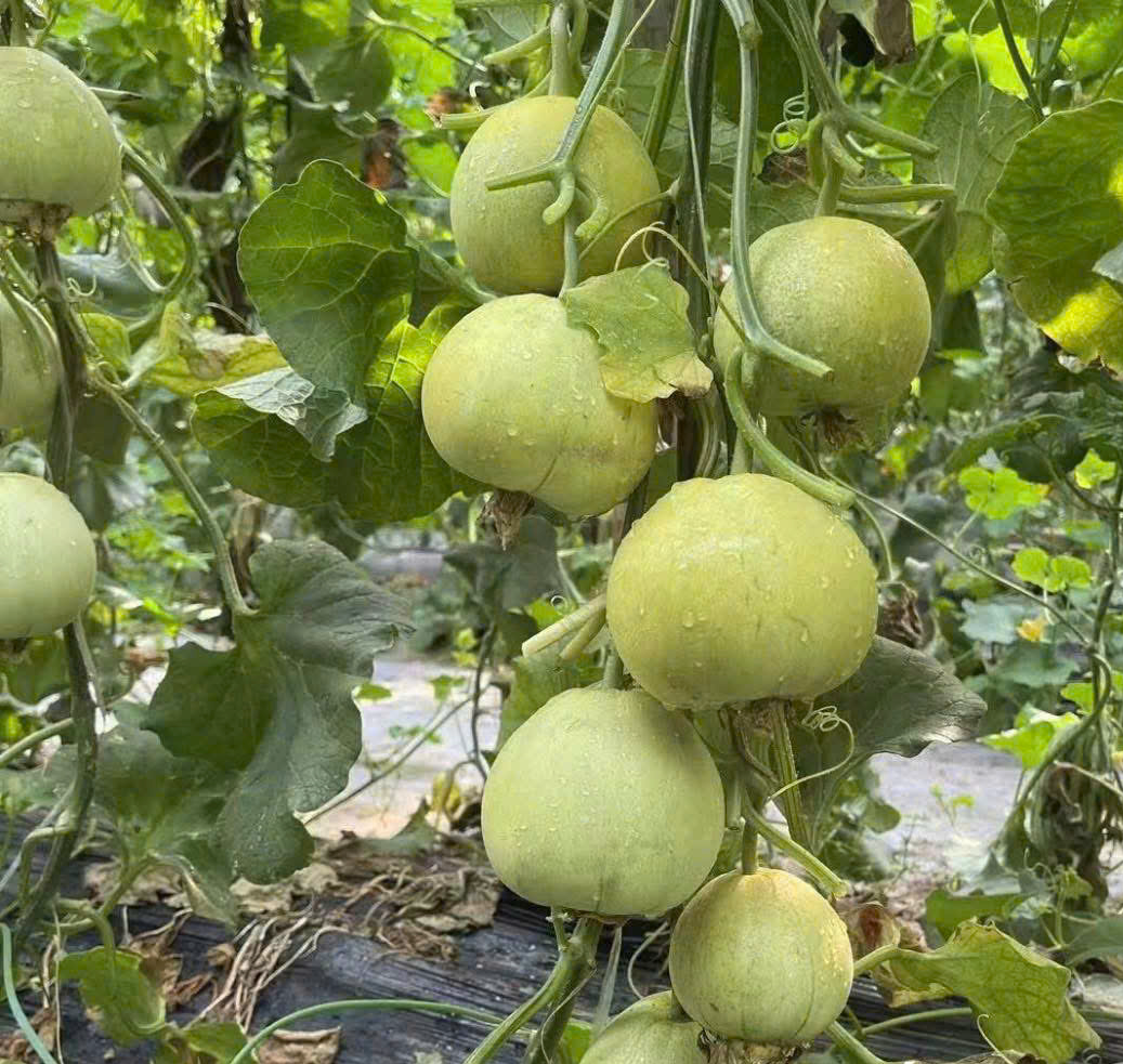 GÓI 10 HẠT GIỐNG DƯA LÊ MẬT SIÊU NGỌT