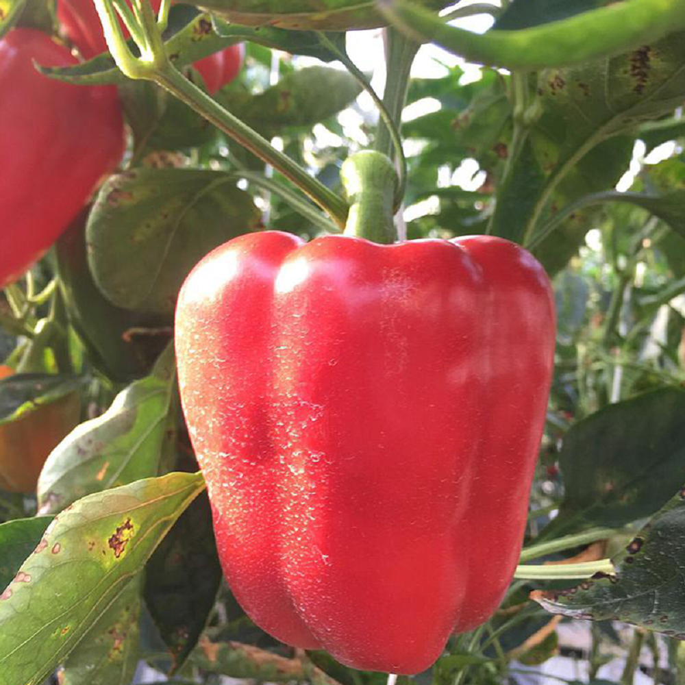 GÓI 5 HẠT GIỐNG ỚT CHUÔNG ĐỎ ĐÀI LOAN