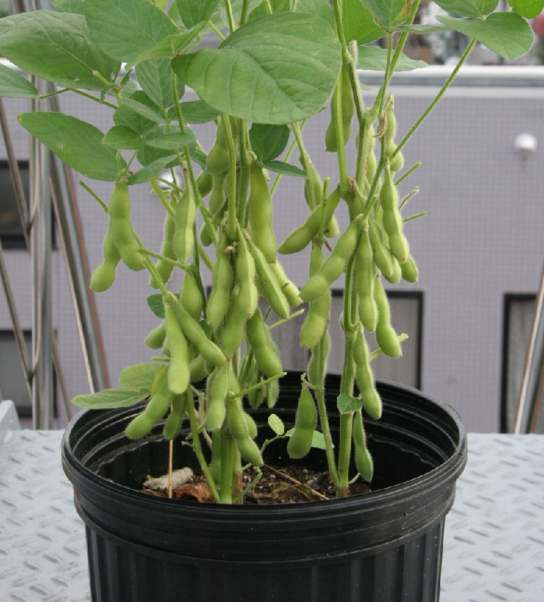 GÓI 30 HẠT GIỐNG ĐẬU NÀNH NHẬT BẢN