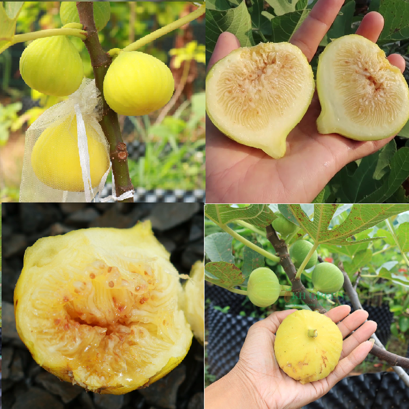 CÂY GIỐNG SUNG MỸ JINAOFEN