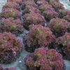 GÓI 1 GRAM HẠT GIỐNG XÀ LÁCH TÍM LOLLO ROSA