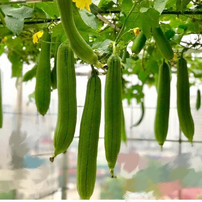 HẠT%20GIỐNG%20MƯỚP%20HƯƠNG%20THÁI%20–%20hfseeds