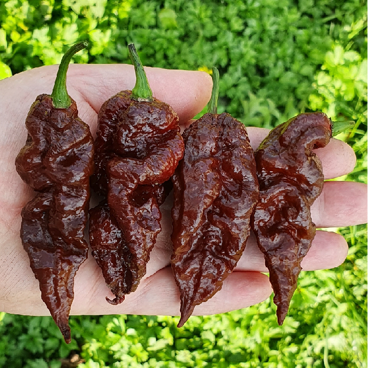 HẠT GIỐNG ỚT SIÊU CAY BHUT JOLOKIA CHOCOLATE