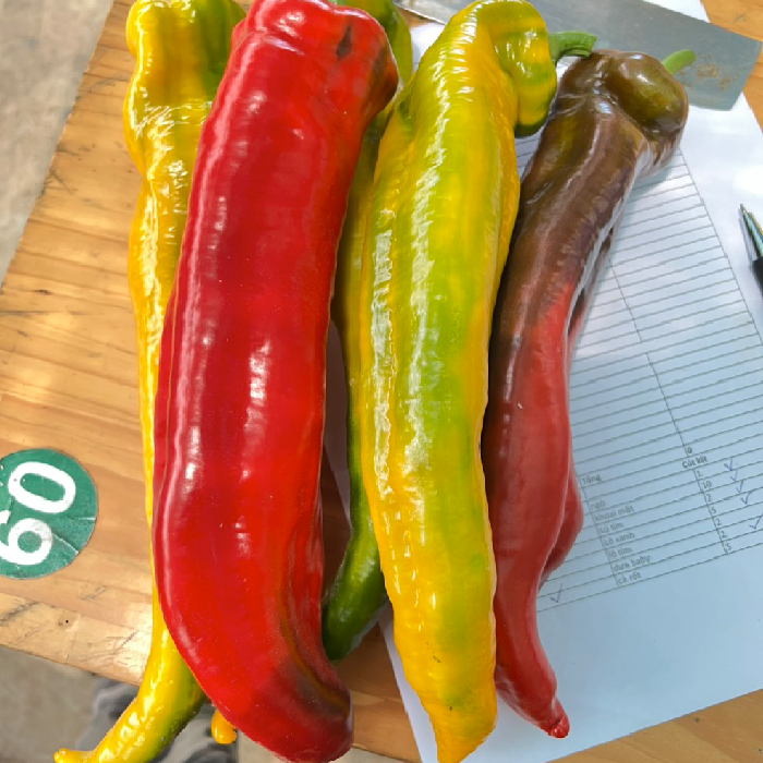 GÓI 4 HẠT GIỐNG F1 ỚT NGỌT PALERMO MIX 2 MÀU NHẬP HÀ LAN