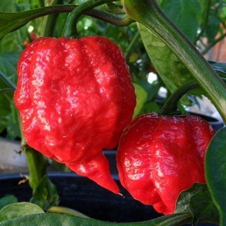 HẠT GIỐNG ỚT SIÊU CAY TRINIDAD SCORPION