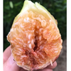CÂY GIỐNG SUNG MỸ FLANDER