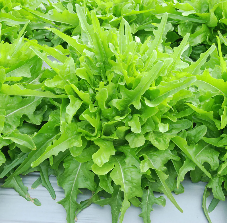 GÓI 1 GRAM HẠT GIỐNG XÀ LÁCH CHỊU NHIỆT OKALEAF