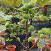 CÂY GIỐNG SUNG MỸ VIOLET SEPOR