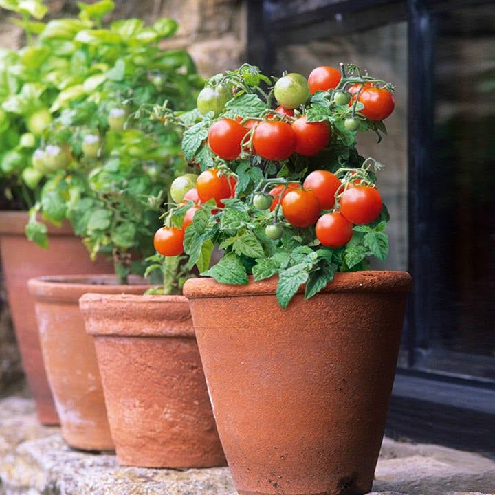 GÓI 20 HẠT GIỐNG CÀ CHUA BI LÙN ĐỎ