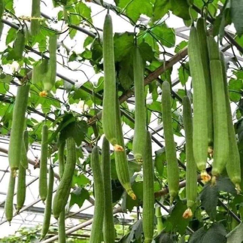 GÓI 5 HẠT GIỐNG MƯỚP NỤ 5 LÁ