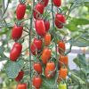 GÓI 5 HẠT GIỐNG CÀ CHUA TRÁI CÂY CHERRY TOP 2345