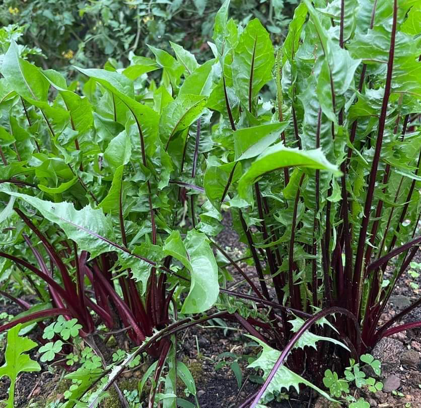 GÓI 200 HẠT GIỐNG RAU BỒ CÔNG ANH TÍM