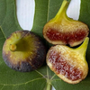CÂY GIỐNG SUNG MỸ VIOLET SEPOR