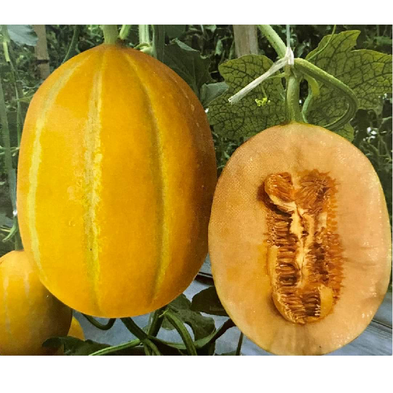 GÓI 5 HẠT GIỐNG DƯA LÊ HÀN QUỐC RUỘT CAM