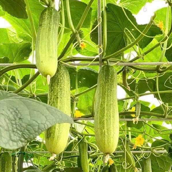 GÓI 20 HẠT GIỐNG DƯA LEO NẾP VL103