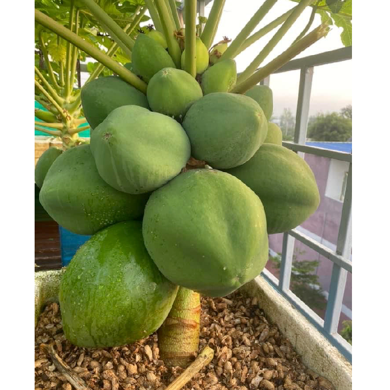 GÓI 5 HẠT GIỐNG ĐU ĐỦ SIÊU LÙN - HẠT GIỐNG F1 CHẤT LƯỢNG CAO