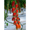 GÓI 5 HẠT GIỐNG CÀ CHUA TRÁI CÂY CHERRY TOP 2345