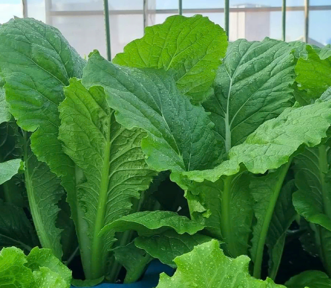 GÓI 2 GRAM HẠT GIỐNG CẢI NGỌT 3 MIỀN