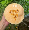 GÓI 5 HẠT GIỐNG DƯA LƯỚI HL6