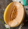 GÓI 5 HẠT GIỐNG DƯA LƯỚI HL6