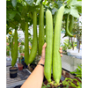GÓI 5 HẠT GIỐNG MƯỚP NỤ 5 LÁ