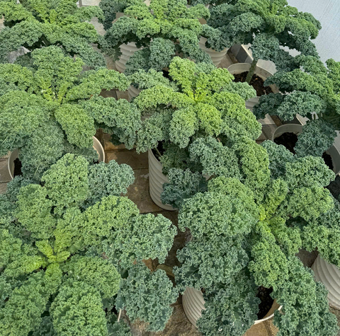 Hạt giống cải xoăn kale