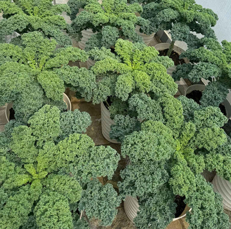 GÓI 50 HẠT GIỐNG CẢI KALE MỸ CURLYBOR