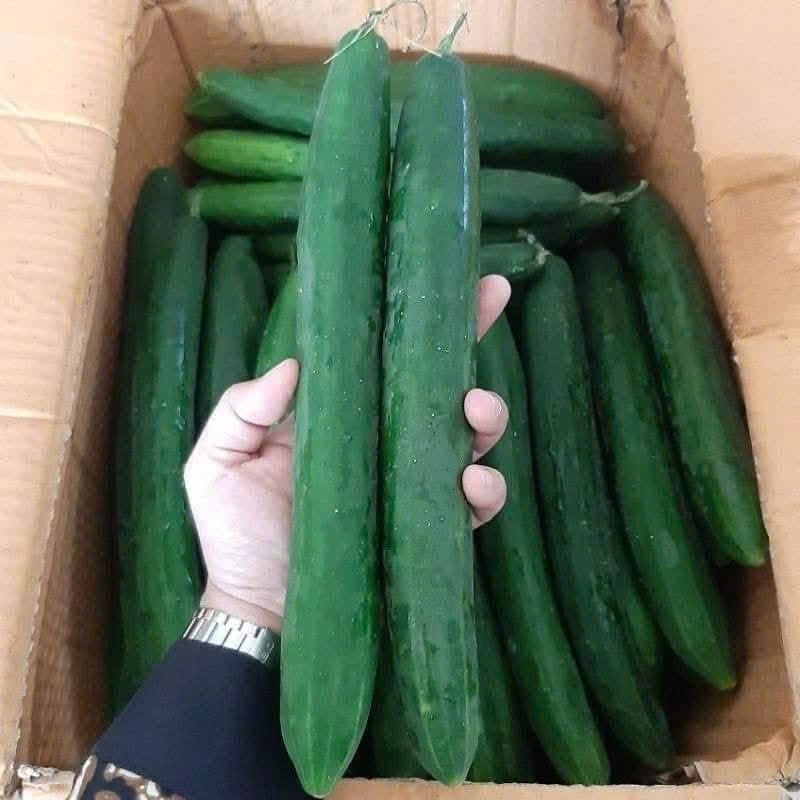 GÓI 10 HẠT GIỐNG DƯA LEO MIDORI